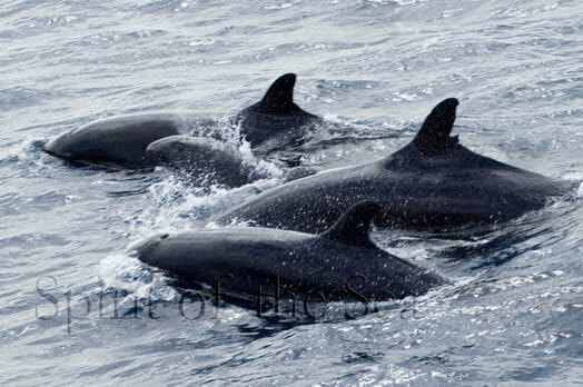 Delfín mular (Tursiops truncatuss)