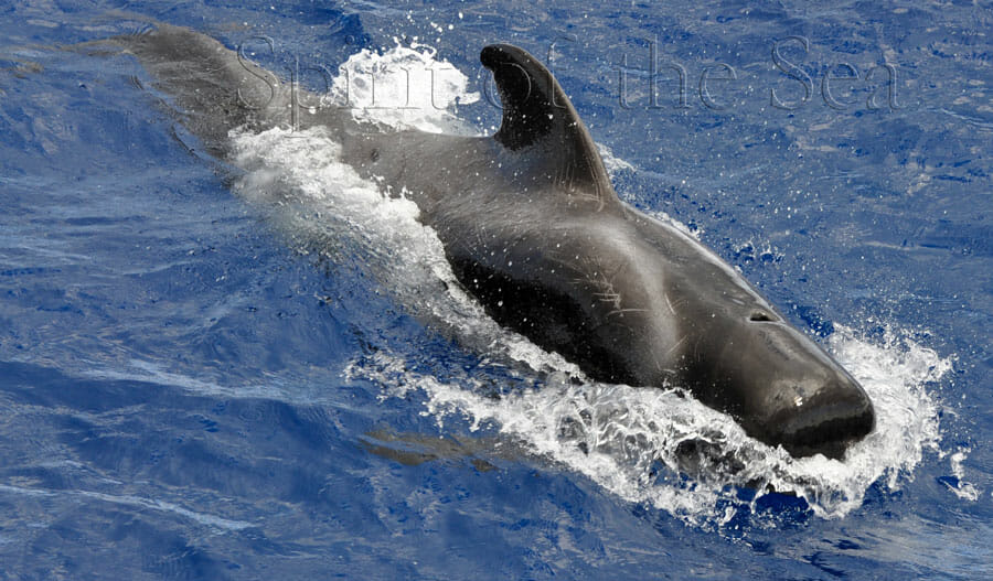Delfín mular (Tursiops truncatuss)