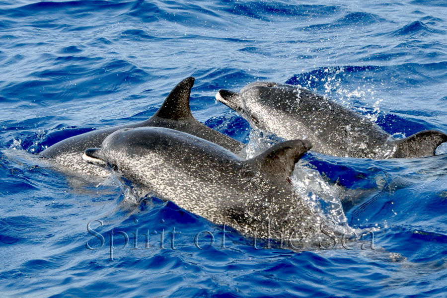 Delfín mular (Tursiops truncatuss)