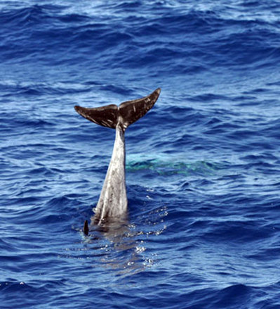 Calderón gris (Grampus griseus)