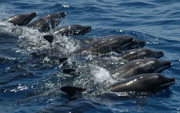 Delfín mular (Tursiops truncatuss)