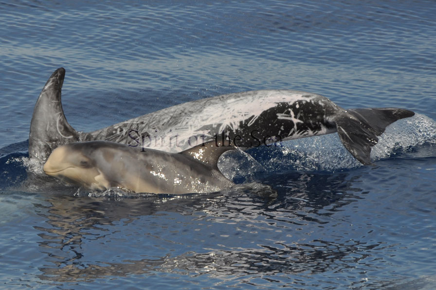 Delfín mular (Tursiops truncatuss)