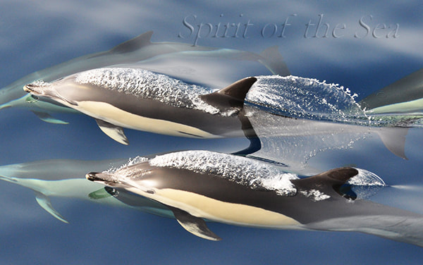 Delfín mular (Tursiops truncatuss)