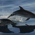Delfines moteados (Stenella frontalis)