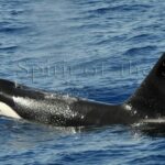 Orca (Orcinus orca)