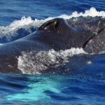 Ballena jorobada (Megaptera novaeangliae)