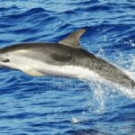 Delfin moteado (Stenella frontalis)