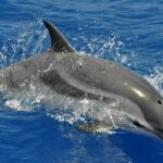 Delfin listado (Stenella coeruleoalba)