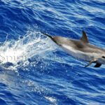 Delfin moteado (Stenella frontalis)