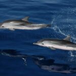 Delfin listado (Stenella coeruleoalba)