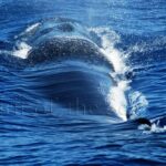 rorcual (Balaenoptera edeni)