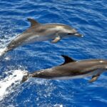 Delfin moteado (Stenella frontalis)