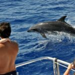 Delfín mular (Tursiops truncatus)