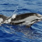 Delfin listado (Stenella coeruleoalba)