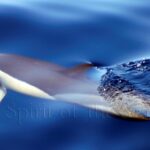 Delfín común (Delphinus delphis)