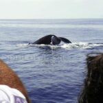 Ballena jorobada (Megaptera novaeangliae)
