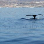 Ballena jorobada (Megaptera novaeangliae)