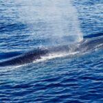 Rorcual tropical (Balaenoptera edeni)