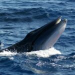 Rorcual tropical (Balaenoptera edeni)