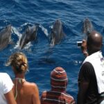 Delfin de diente rugoso (Steno brenadensis)