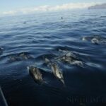 Delfines moteados (Stenella frontalis)