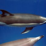 Delfin comun (Delphinus delphis)