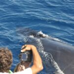 Rorcual tropical (Balaenoptera edeni)