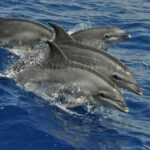 Delfín mular (Tursiops truncatuss)