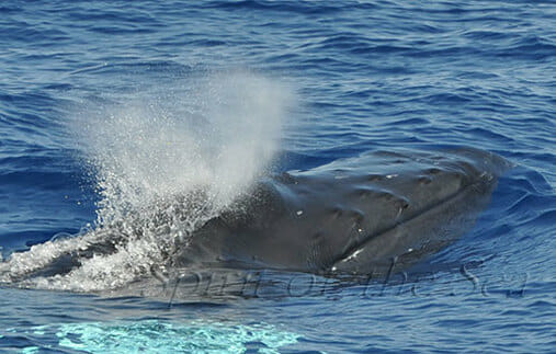 Delfín mular (Tursiops truncatuss)